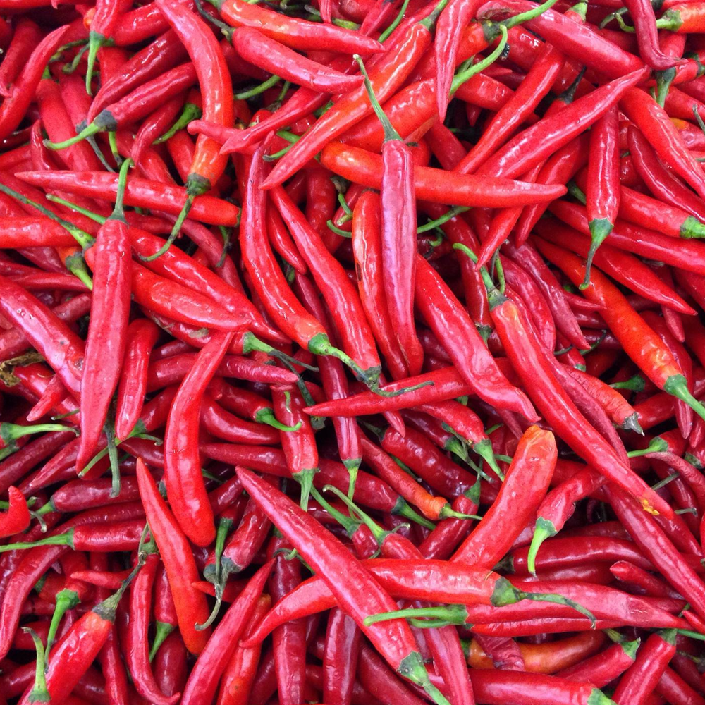 Red Chilli