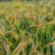 Agricultural Export Partner