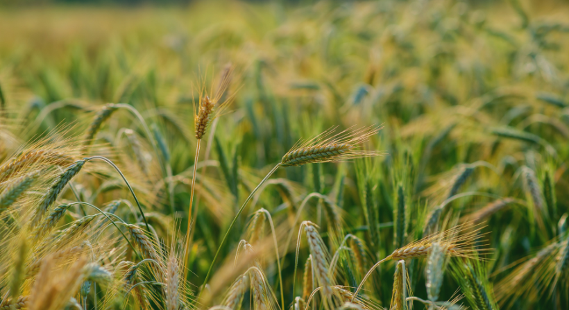 Agricultural Export Partner