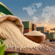 Global Sesame Trade at Sunrise